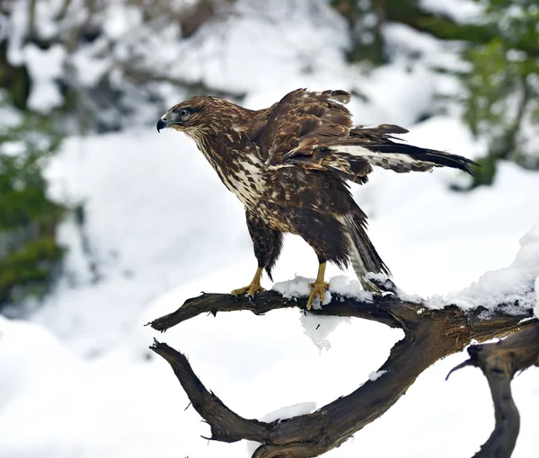 Buzzard comum — Fotografia de Stock