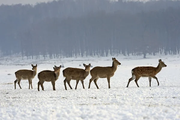 Стадо пятнистых оленей зимой — стоковое фото