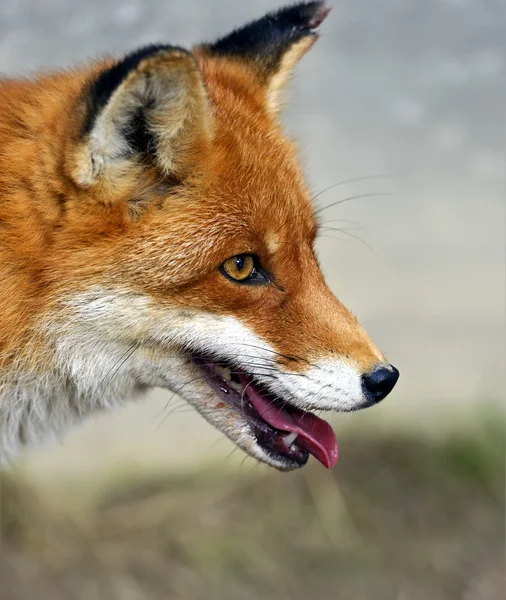 Fox porträtt — Stockfoto