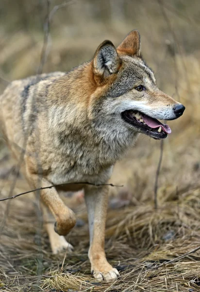 Grauer Wolf — Stockfoto