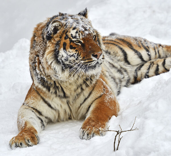 Amur Tiger