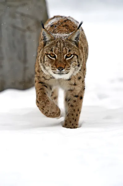 Wild lynx — Stockfoto