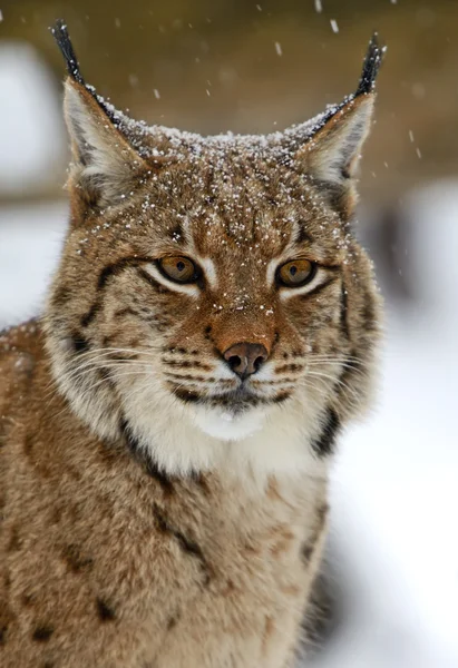 Lince selvatica — Foto Stock