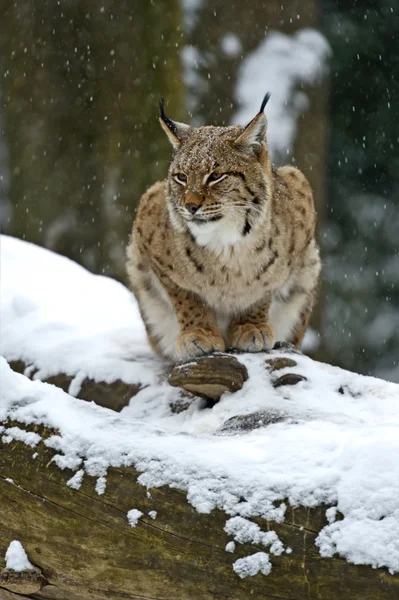 Wild lynx — Stockfoto