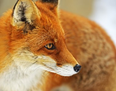 Portrait Foxes clipart
