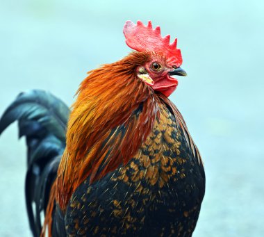 pet portre horoz çiftlik