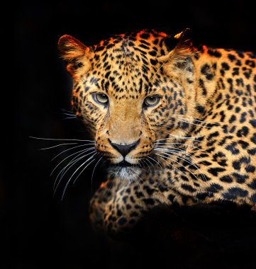 Doğal habitatları leopard portresi