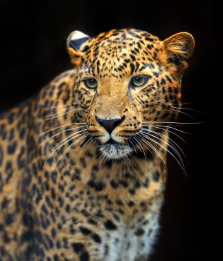 Doğal habitatları leopard portresi
