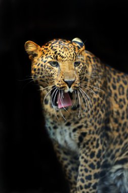 Doğal habitatları leopard portresi