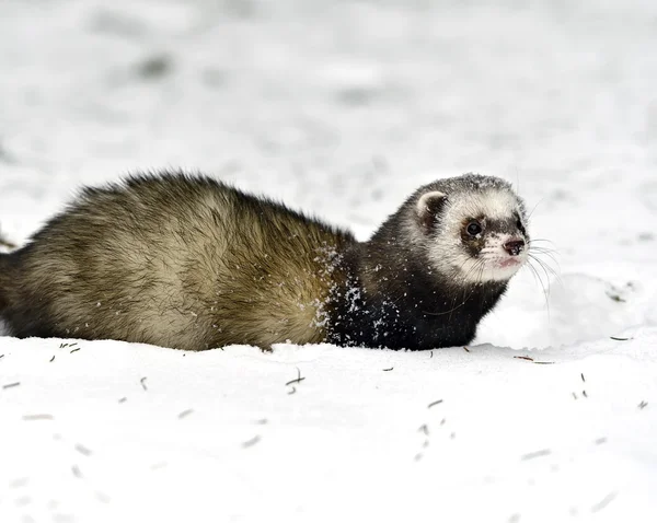 Forest polecat — Stock Photo, Image