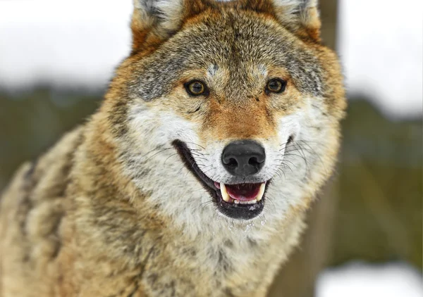 Grijze wolf — Stockfoto