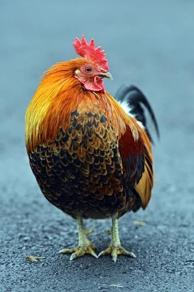 Retrato de gallo mascota en la granja — Foto de Stock