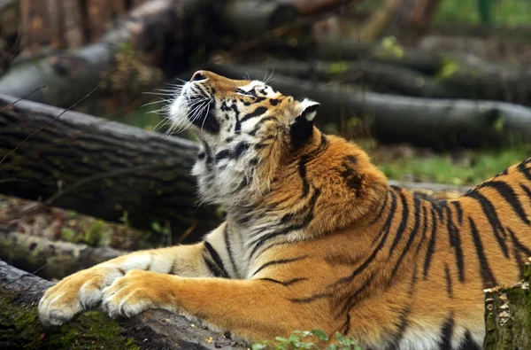 Amur tigris — Stock Fotó