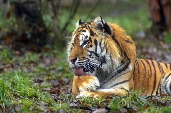 Amur Tiger in the summer — Stock Photo, Image