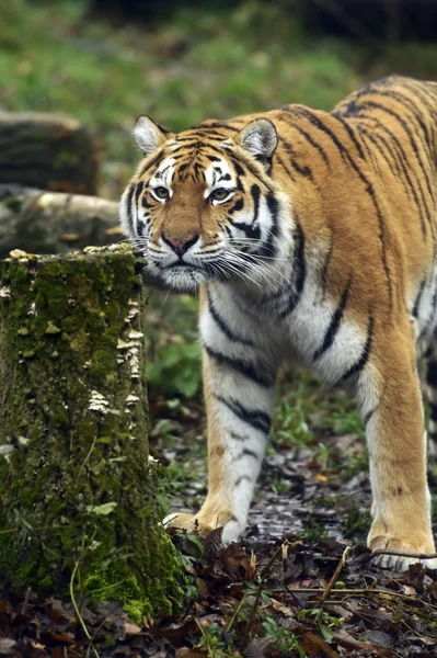 Amur Tiger — Stock Photo, Image