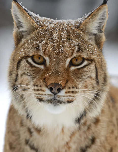 Vintern lynx — Stockfoto