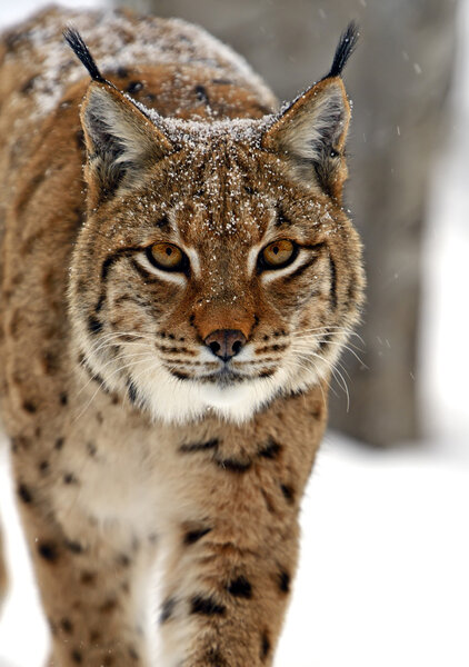 Winter Lynx