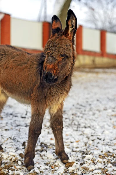 Retrato de um burro bebé — Fotografia de Stock