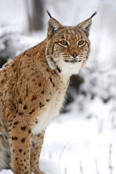 Vintern lynx — Stockfoto