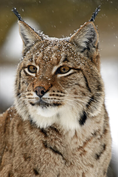 winter Lynx