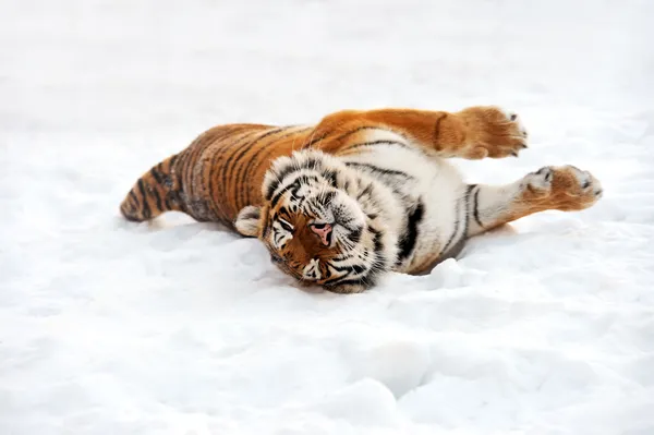 Amur Tiger — Stockfoto