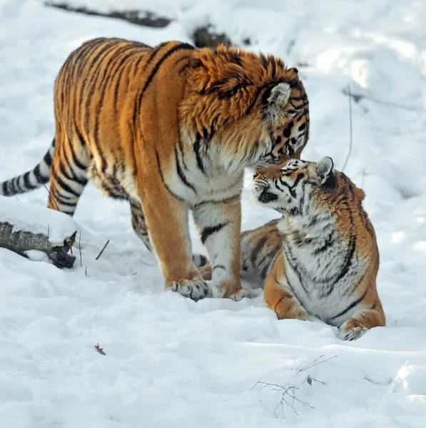 Amur tiger — Stockfoto