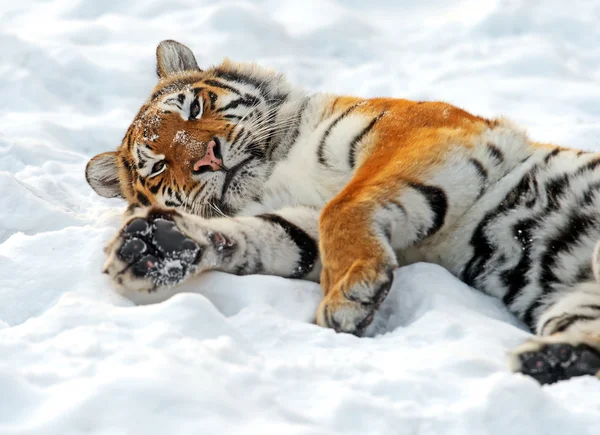 Tigre di Amur — Foto Stock