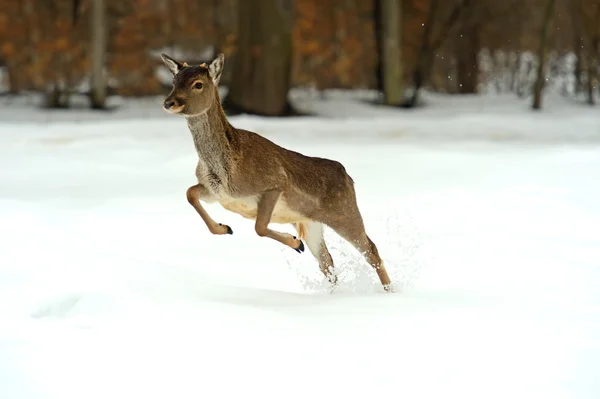 Deer — Stock Photo, Image