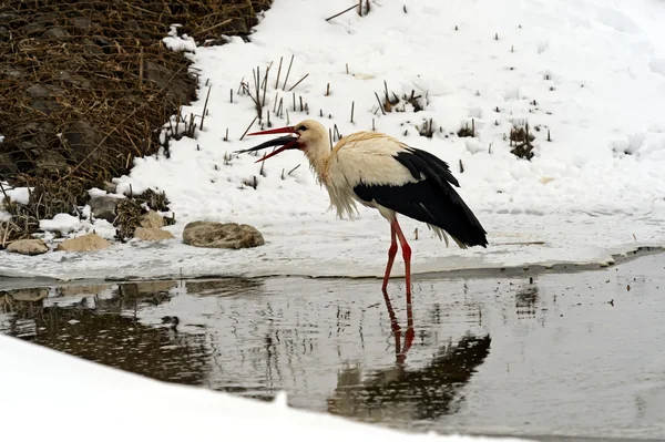 Storch in seinem natürlichen Lebensraum — Stockfoto