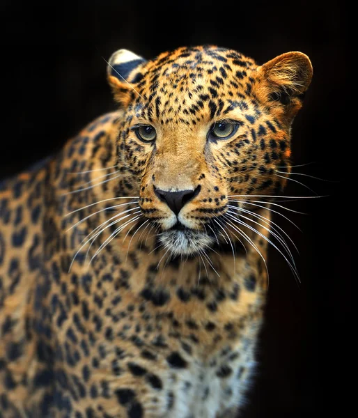 Portrét Leopard v jeho přirozeném prostředí — Stock fotografie