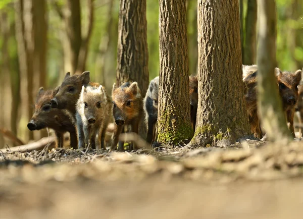 Wilde zwijnen — Stockfoto