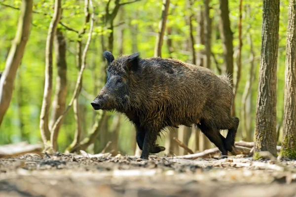 Wildschweine — Stockfoto