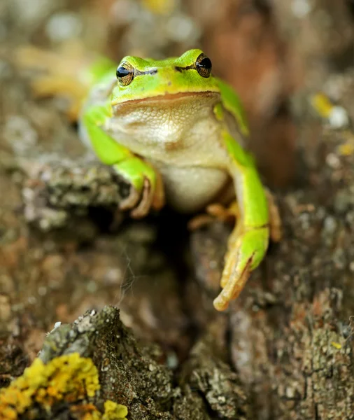 Frog — Stock Photo, Image