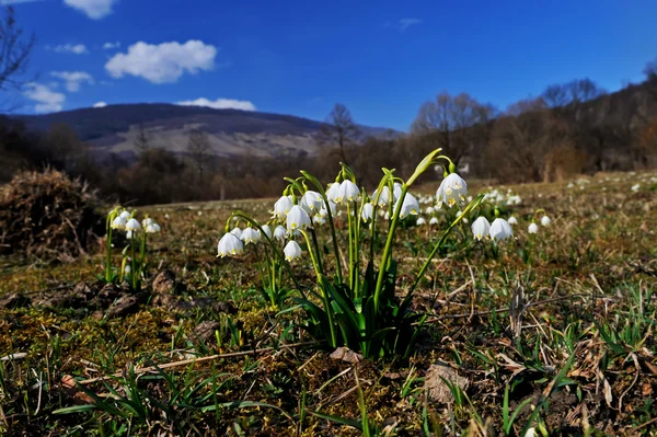 Sněženky — Stock fotografie