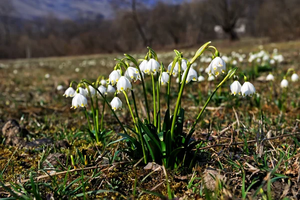 Sněženky — Stock fotografie