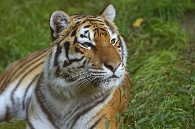 Amur kaplanı