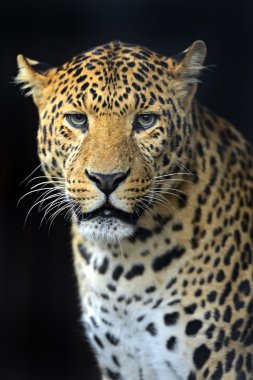 leopar