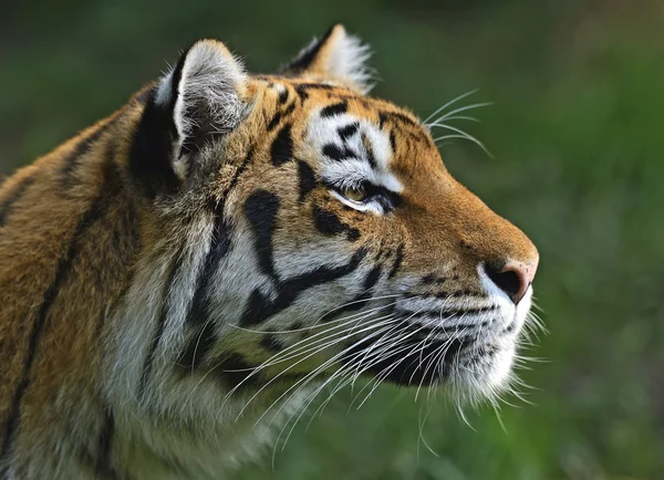 Amur tijger — Stockfoto