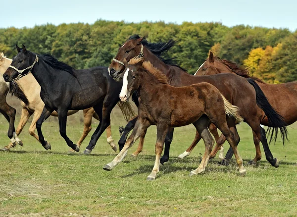 Häst — Stockfoto