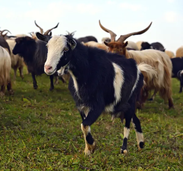 Mandria di ovini — Foto Stock