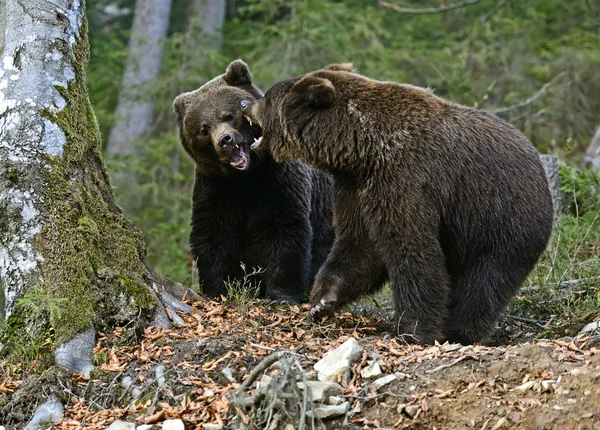 Brown bear — Stock Photo, Image