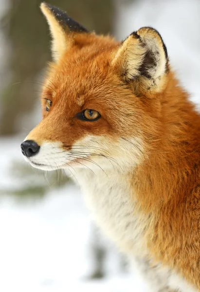 Portrait Foxes — Stock Photo, Image