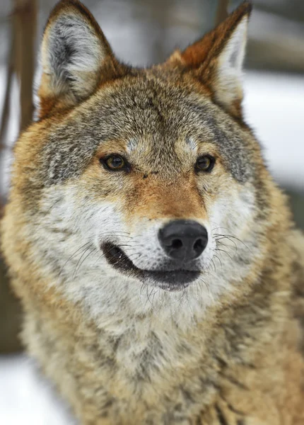 Grijze wolf — Stockfoto