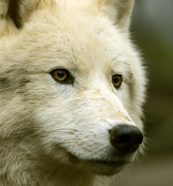 Lobo polar — Foto de Stock