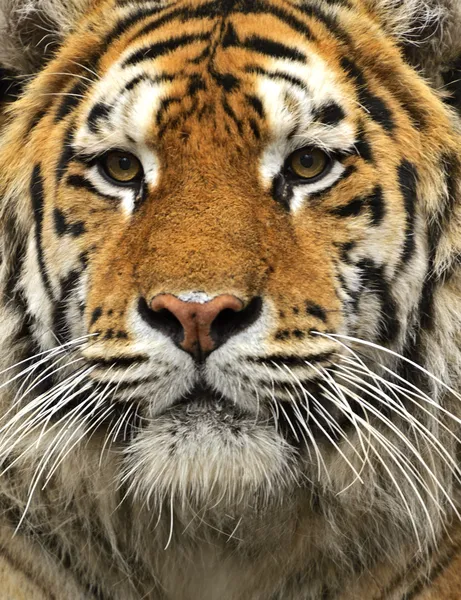 Amur Tiger — Stockfoto