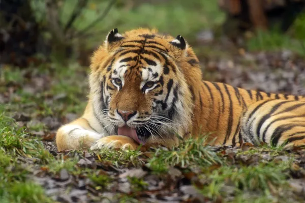 Amur Tiger — Stockfoto