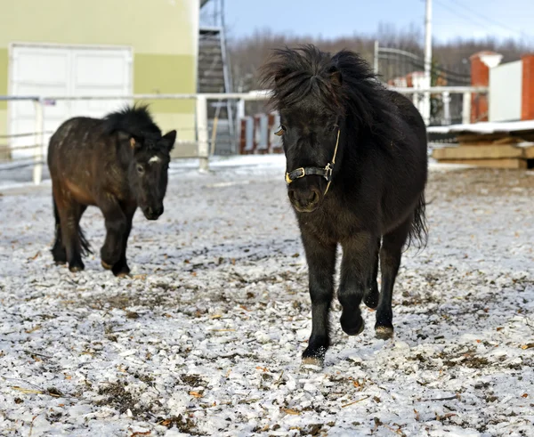 Svart ponny på vintern — Stockfoto