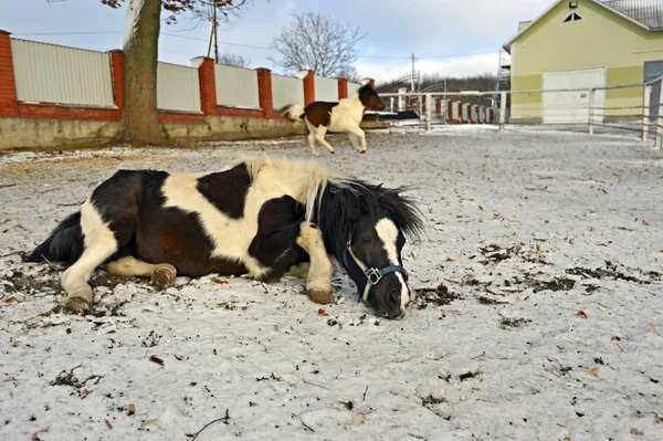 Kışın midilli — Stok fotoğraf