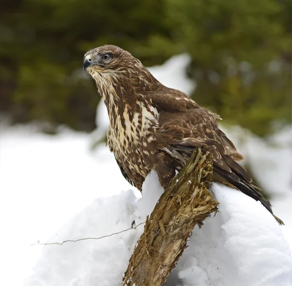 Mäusebussard — Stockfoto