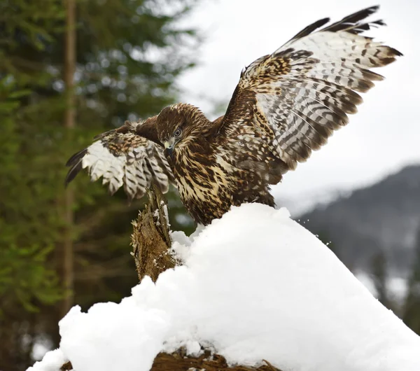 Mäusebussard — Stockfoto